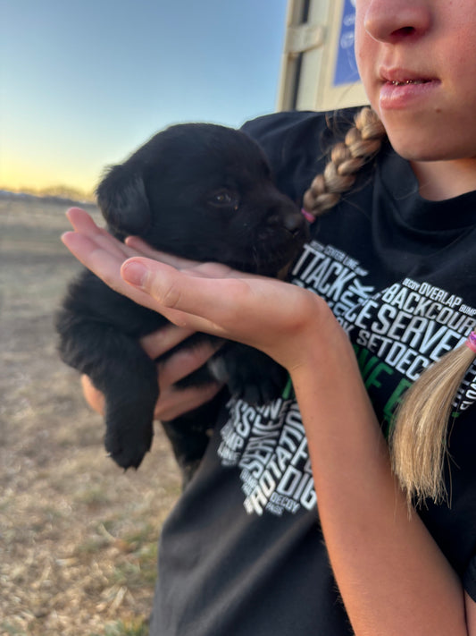 Dixie - Black Female Labrador