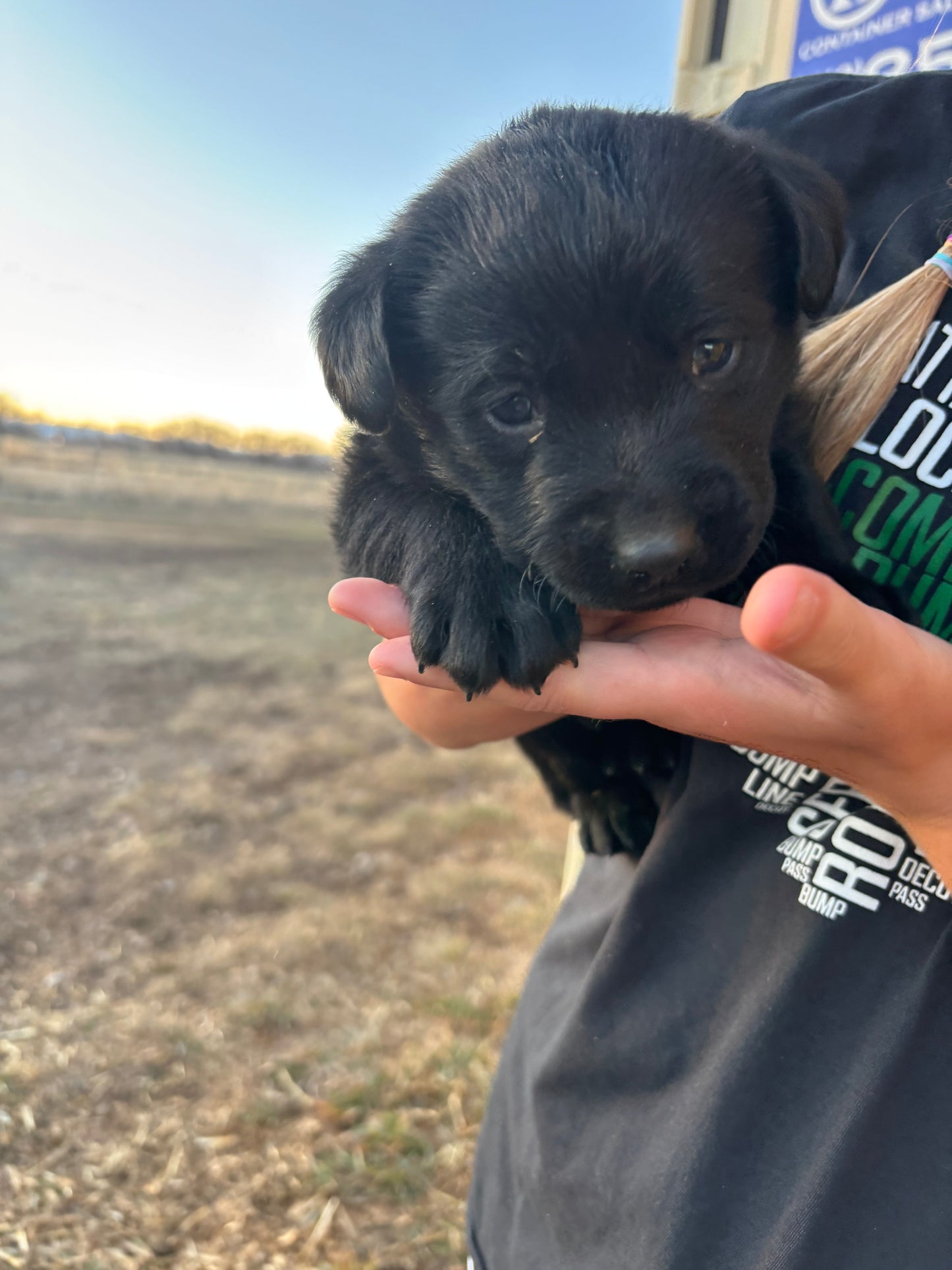 Dixie - Black Female Labrador