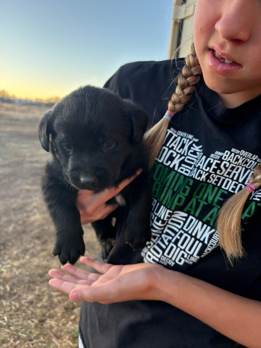 Princess - Black Female labrador