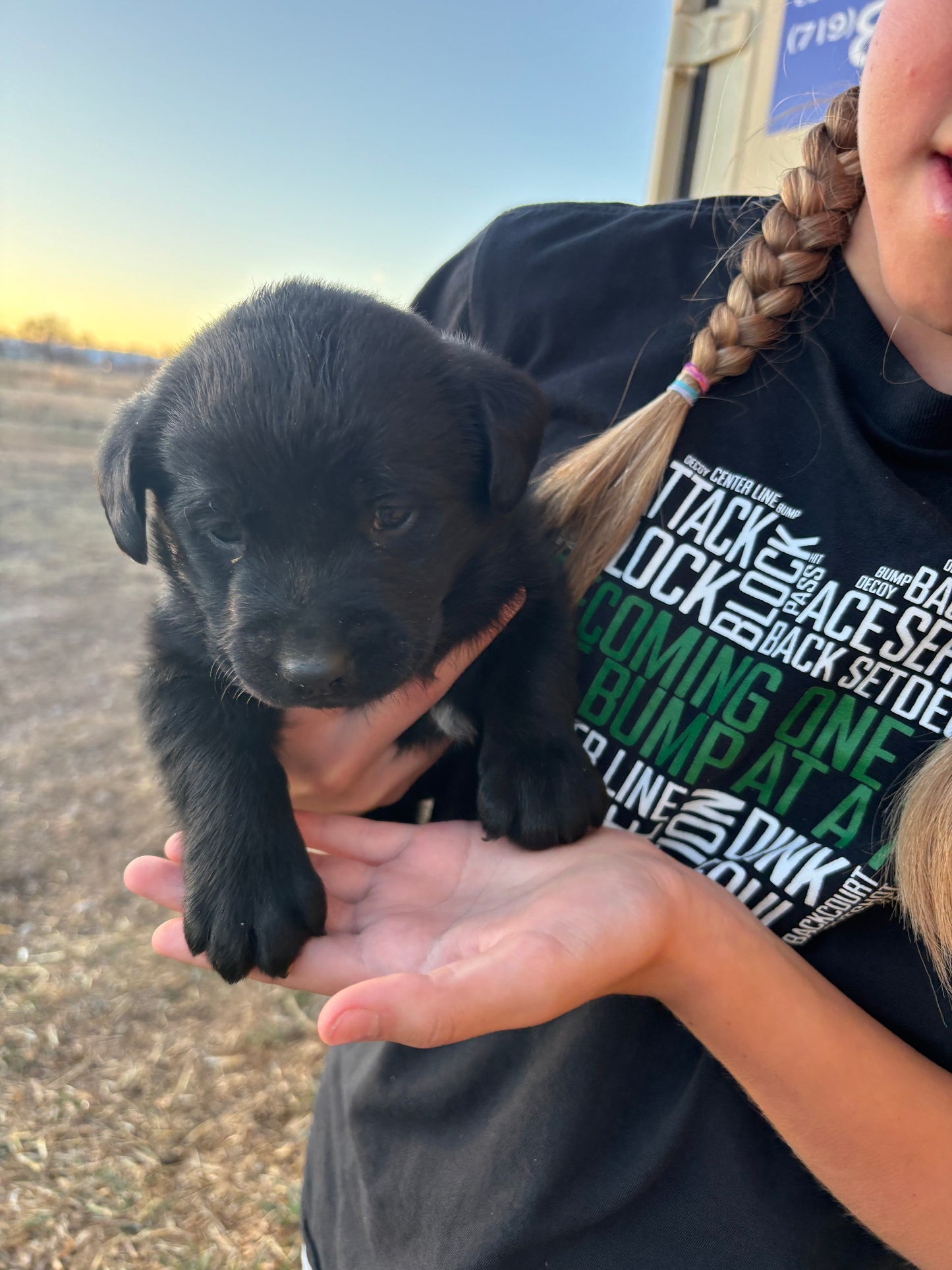 Princess - Black Female labrador