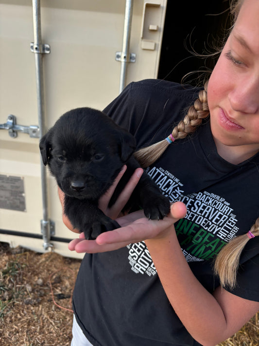 Bella - Black female Labrador