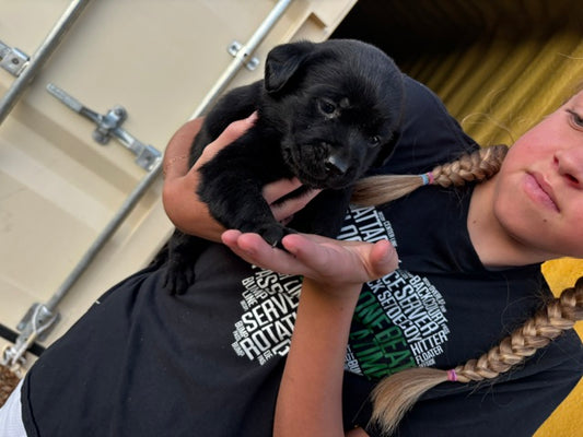 Sassy  - Black female Labrador