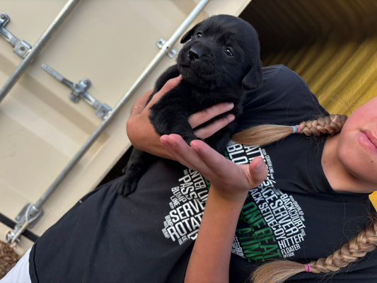 Sassy  - Black female Labrador