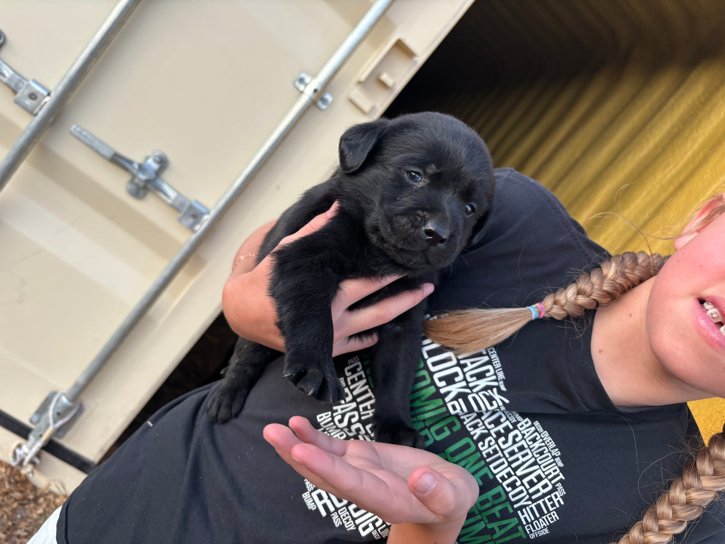 Sassy  - Black female Labrador