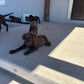 Betty - Chocolate female Labrador