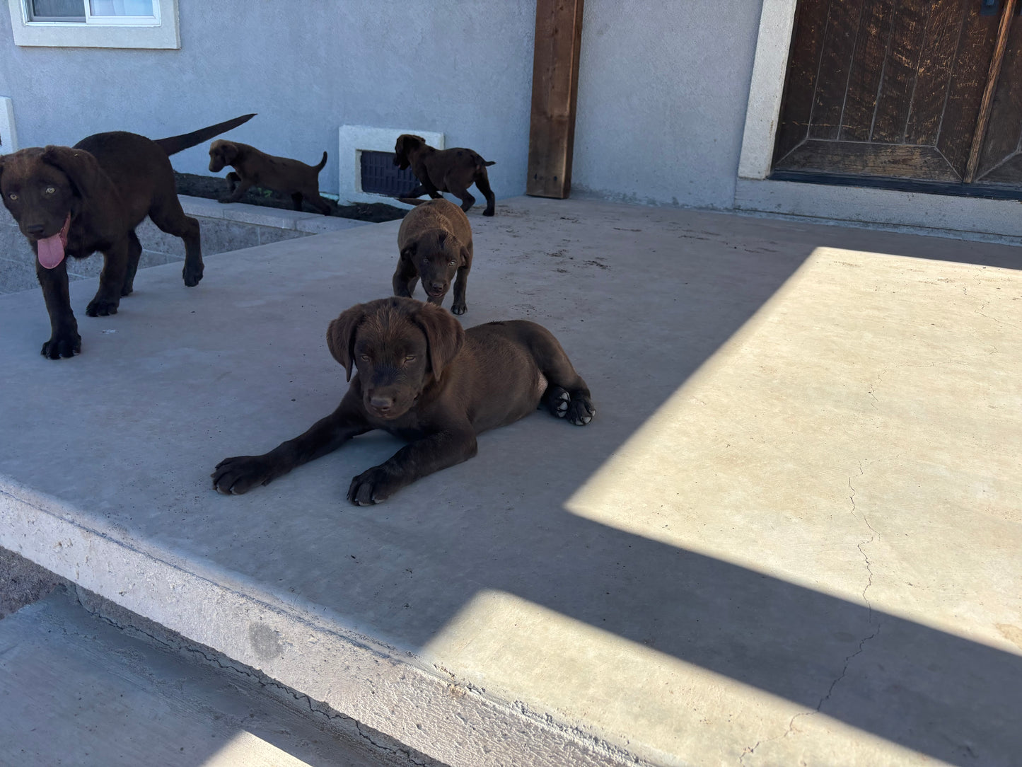 Betty - Chocolate female Labrador
