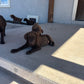 Betty - Chocolate female Labrador