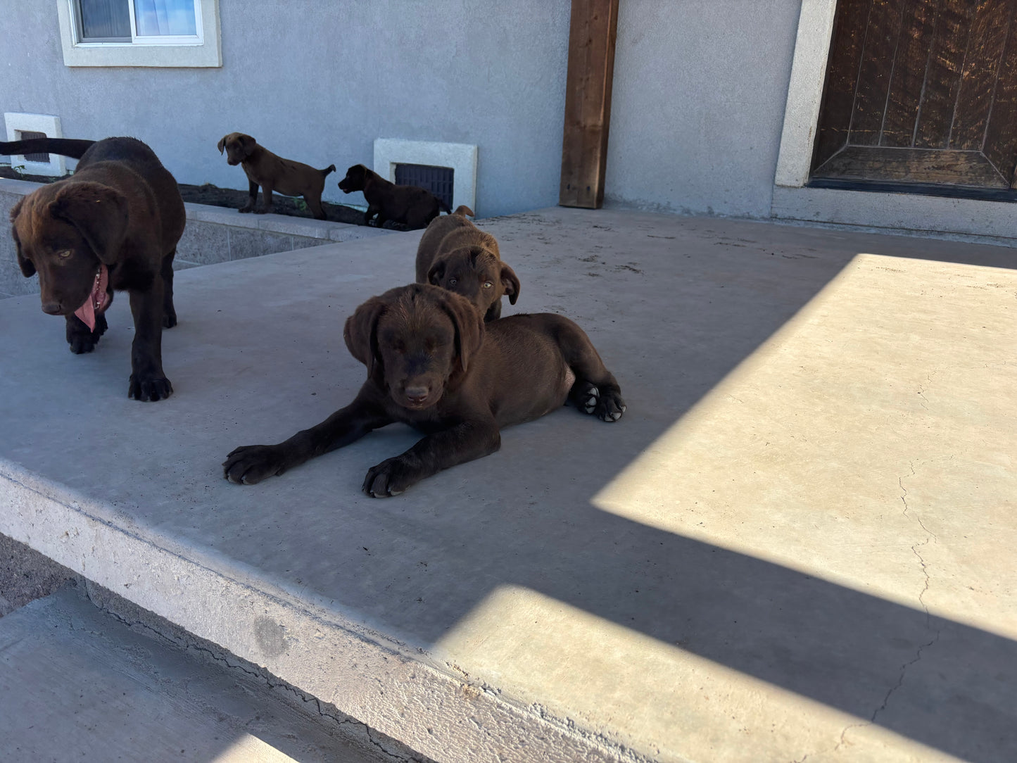 Betty - Chocolate female Labrador