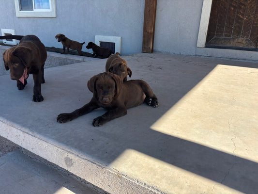 Betty - Chocolate female Labrador