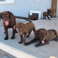 Betty - Chocolate female Labrador