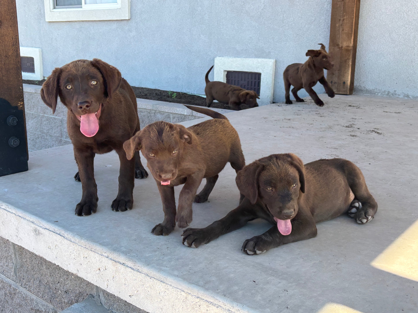 Betty - Chocolate female Labrador