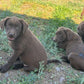 Zoey - Chocolate female Labrador