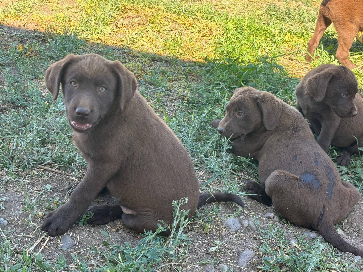 Zoey - Chocolate female Labrador