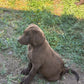 Zoey - Chocolate female Labrador