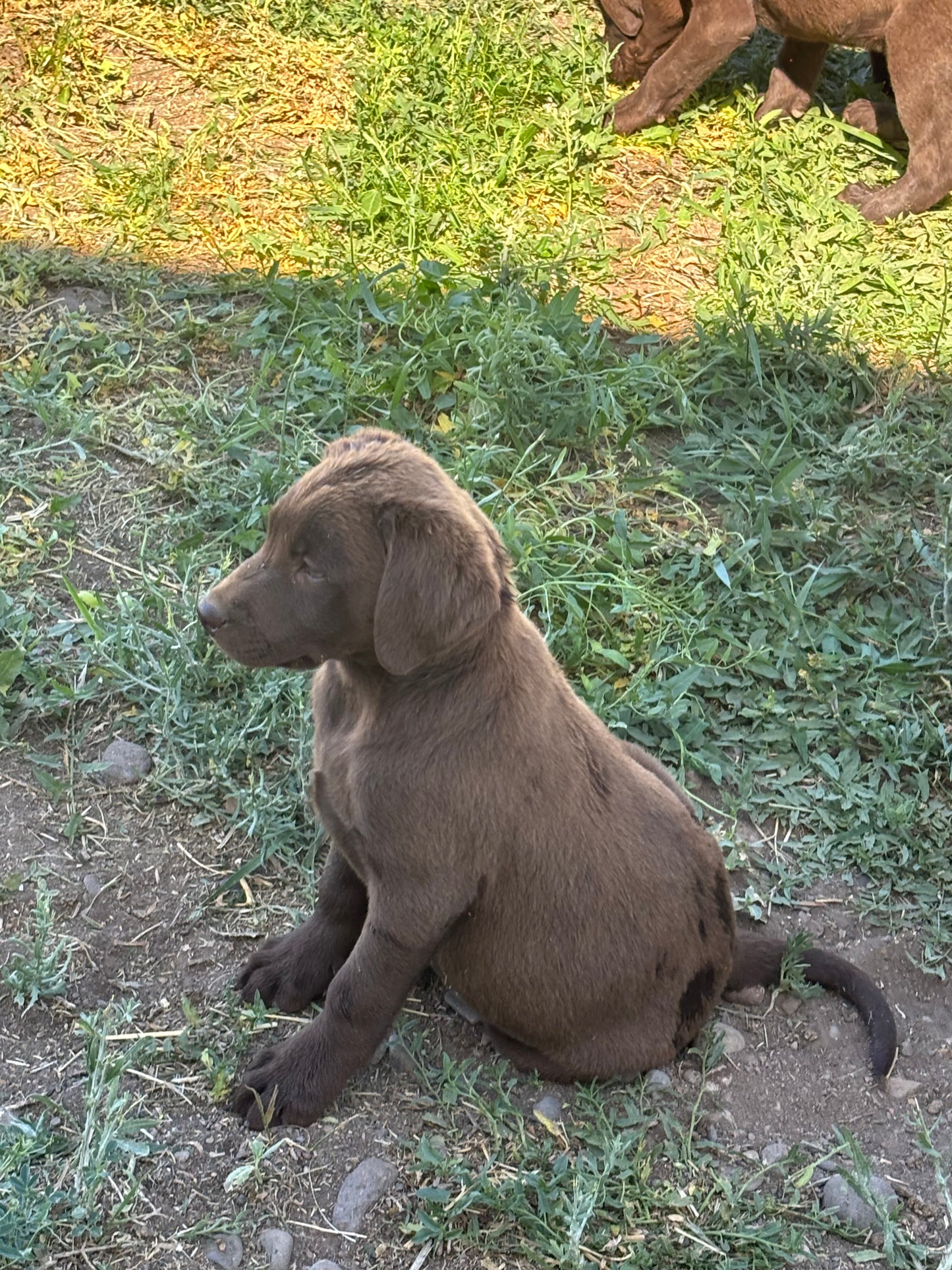 Zoey - Chocolate female Labrador