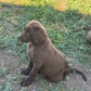 Zoey - Chocolate female Labrador