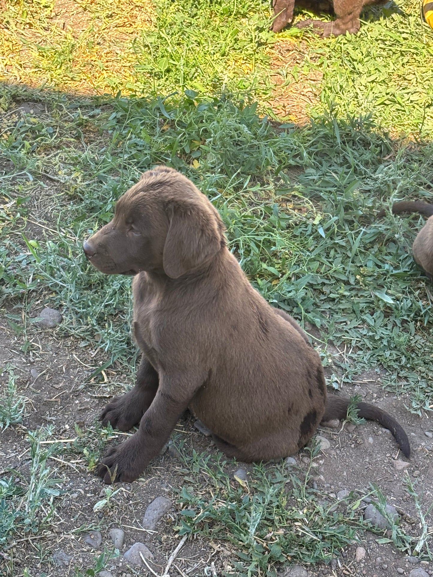 Zoey - Chocolate female Labrador