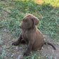 Betty - Chocolate female Labrador