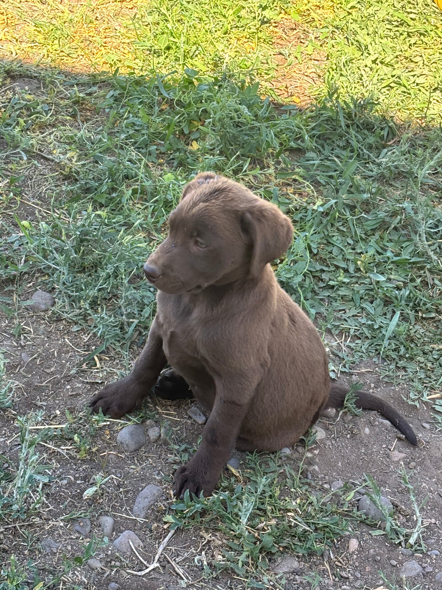Betty - Chocolate female Labrador