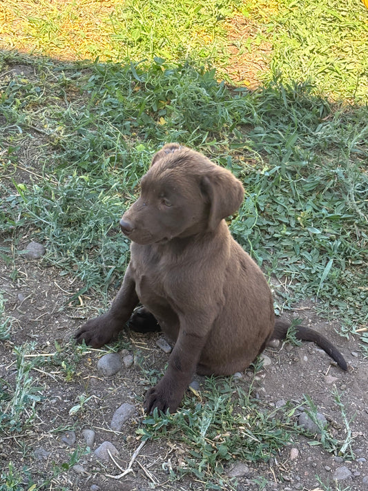 Betty - Chocolate female Labrador