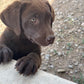 Missy - Chocolate Female labrador