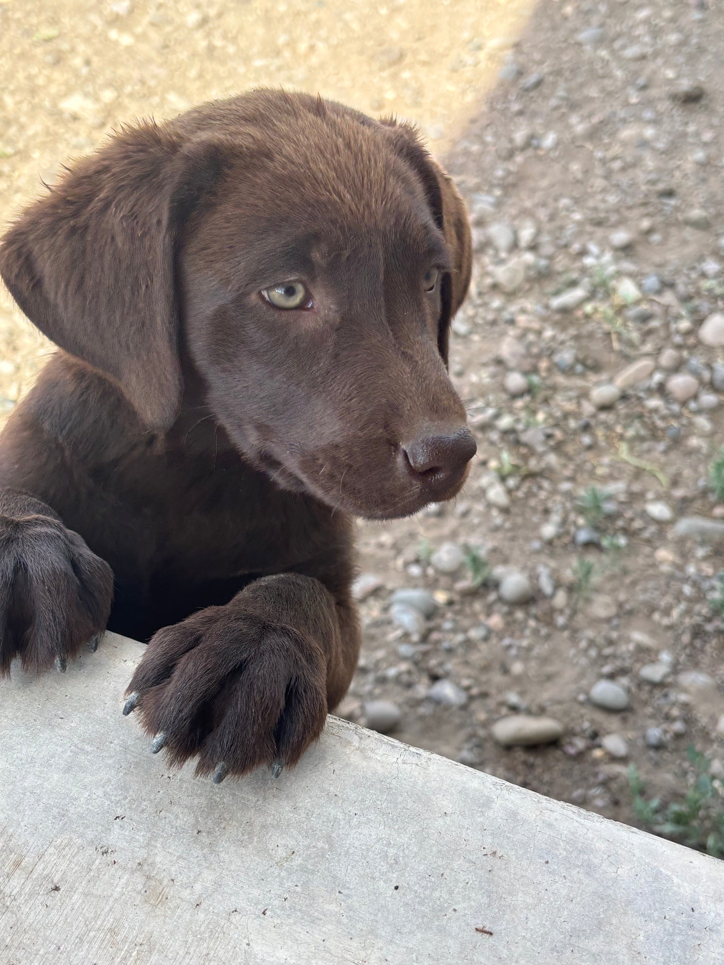 Missy - Chocolate Female labrador