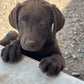 Missy - Chocolate Female labrador