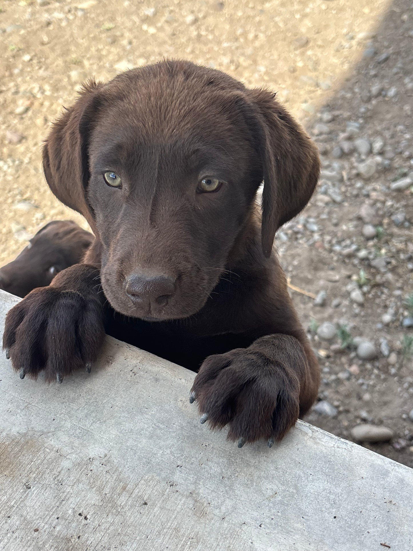 Missy - Chocolate Female labrador