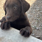 Missy - Chocolate Female labrador