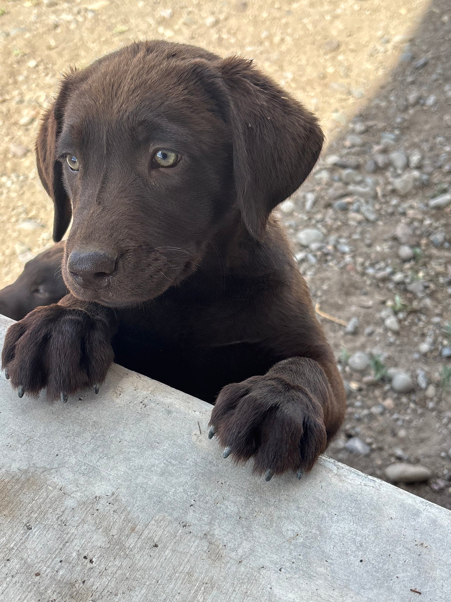 Missy - Chocolate Female labrador