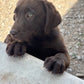 Missy - Chocolate Female labrador