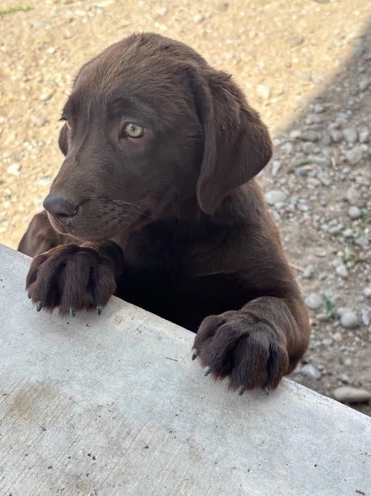 Missy - Chocolate Female labrador