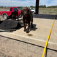 Zoey - Chocolate female Labrador