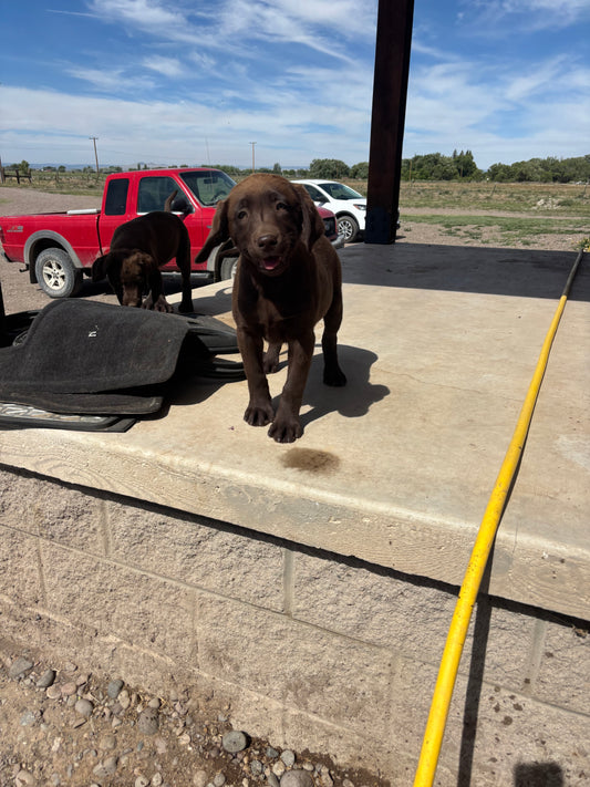 Zoey - Chocolate female Labrador
