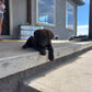 Daisy - Chocolate female Labrador