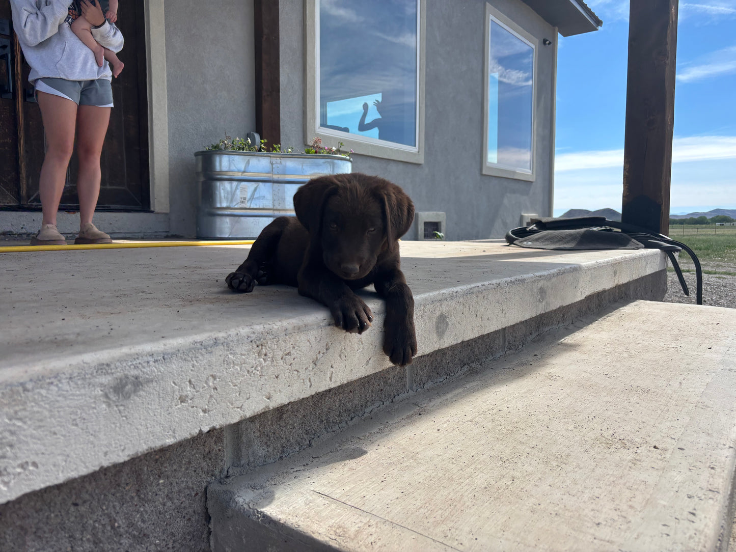 Daisy - Chocolate female Labrador