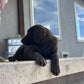 Daisy - Chocolate female Labrador