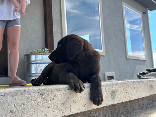 Daisy - Chocolate female Labrador