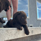 Missy - Chocolate Female labrador
