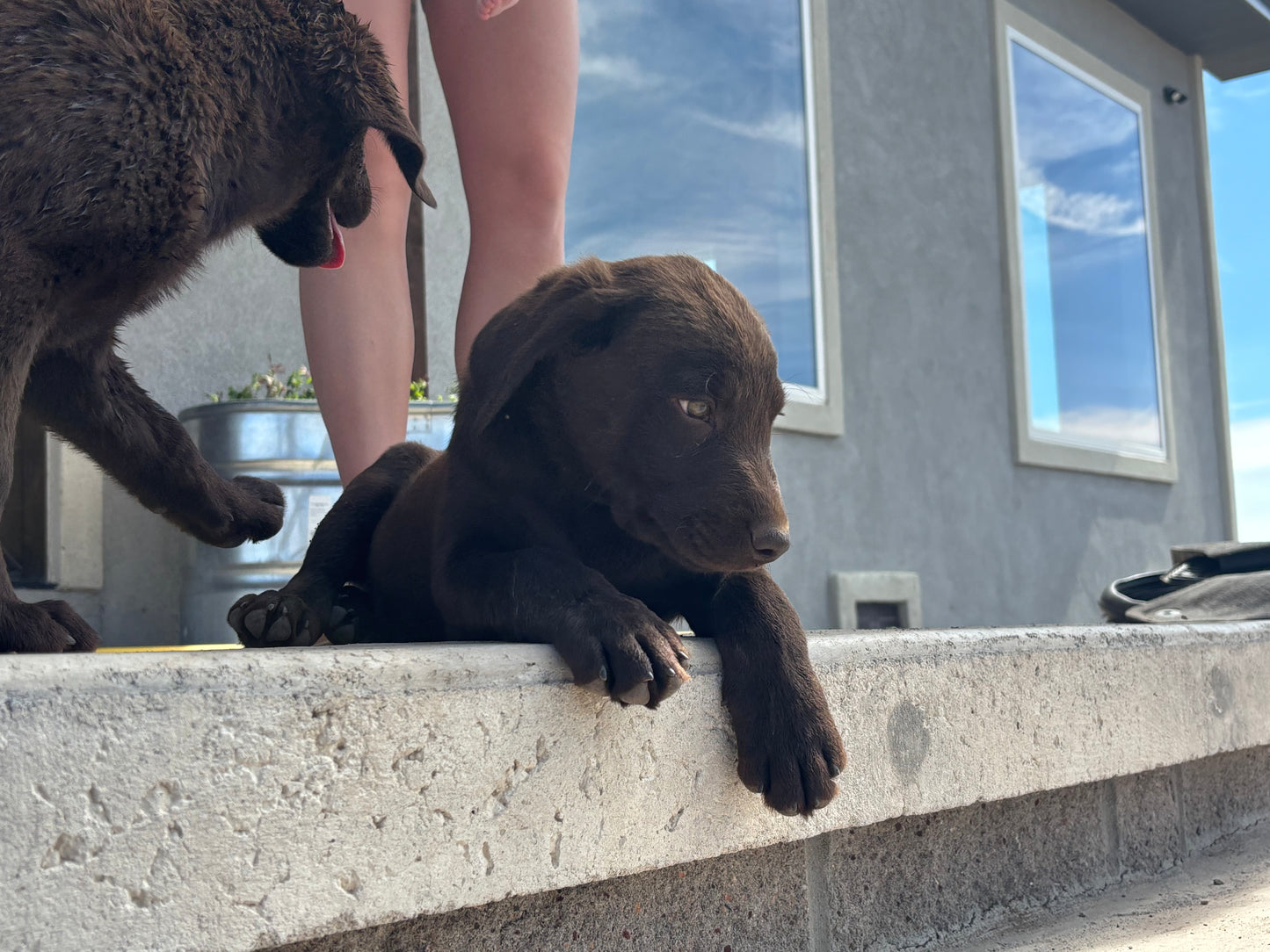 Missy - Chocolate Female labrador
