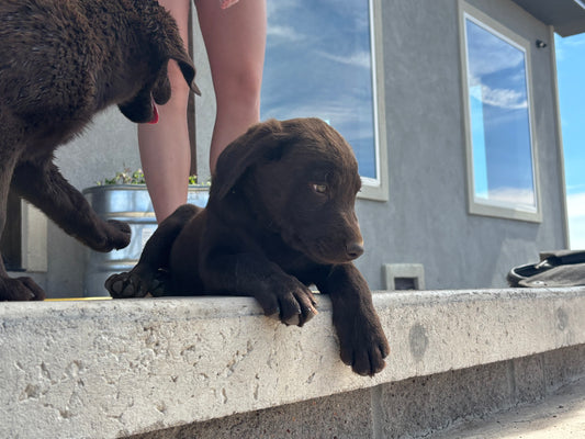 Missy - Chocolate Female labrador