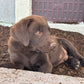 Daisy - Chocolate female Labrador