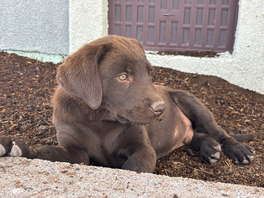 Daisy - Chocolate female Labrador