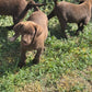 Daisy - Chocolate female Labrador