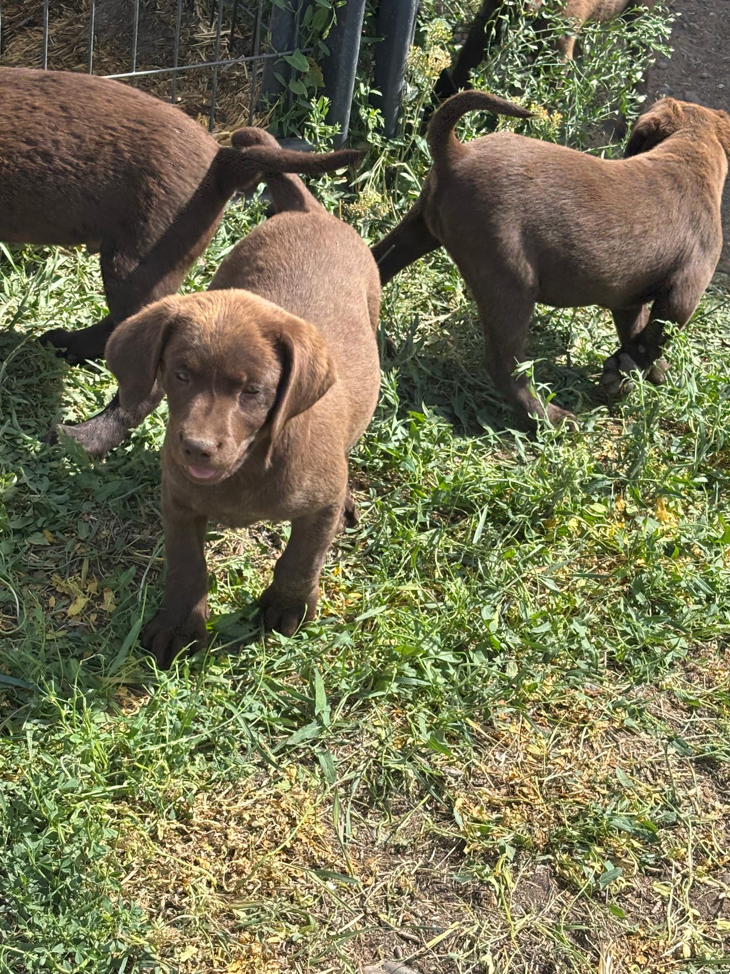 Daisy - Chocolate female Labrador