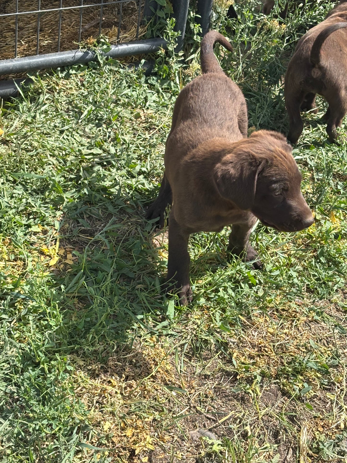 Daisy - Chocolate female Labrador