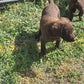 Daisy - Chocolate female Labrador