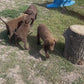 Zoey - Chocolate female Labrador